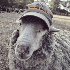 Sheep wearing grey Stop Live Exports cap