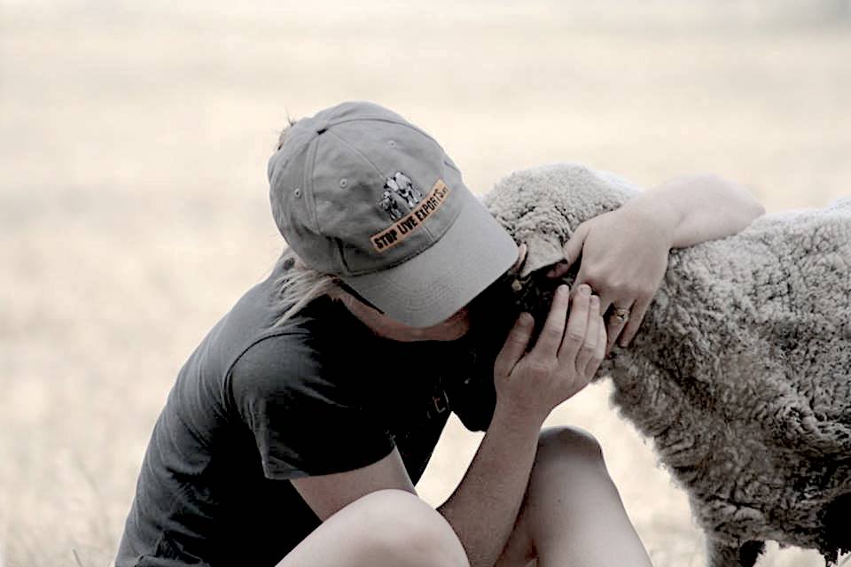 Sheep wearing grey Stop Live Exports cap