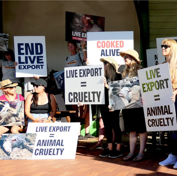 Picture of Stop Live Exports supporters at the January Rally